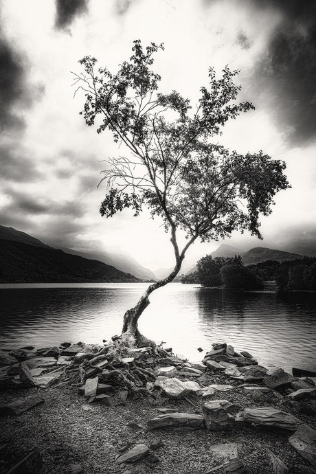 Lone tree 