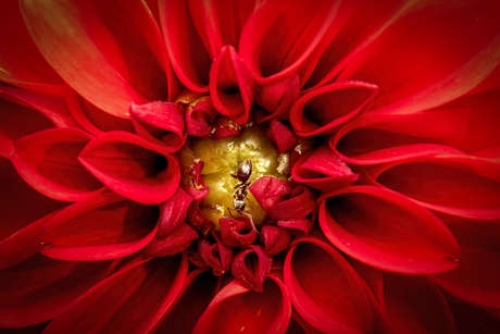 bloem met mier