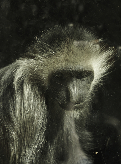 Wie weet wat ik denk?