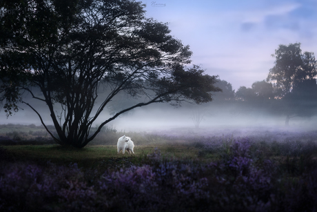 Blue hour