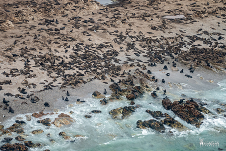 Shark Alley, Zuid Afrika