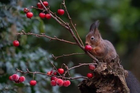 Eekhoorntje knabbelt aan de rode besjes