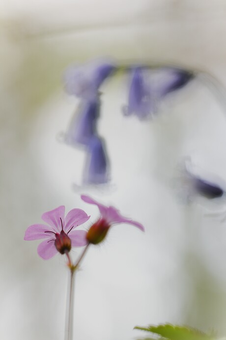 Robertskruid of stinkende ooievaarsbek met op de achtergrond de boshyacinth