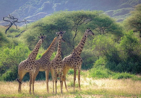 Groep giraffes