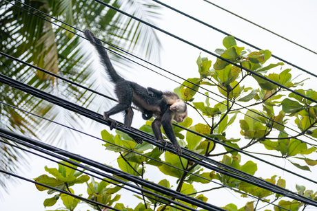 Wildlife in the city