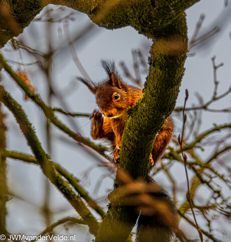 Eekhoorntje met jeuk