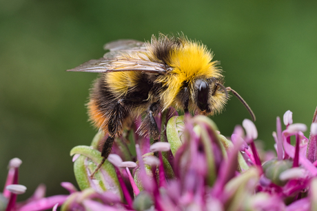 Weidehommel