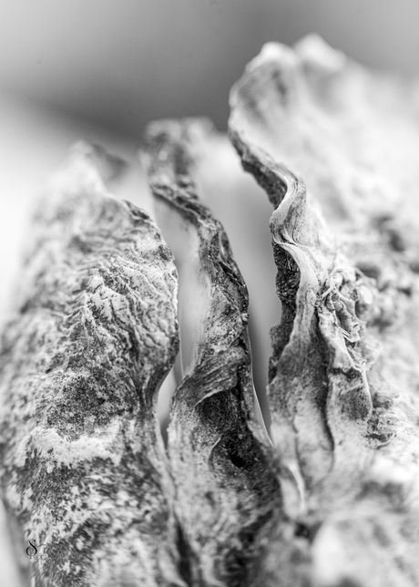 dubbele oesterschelp