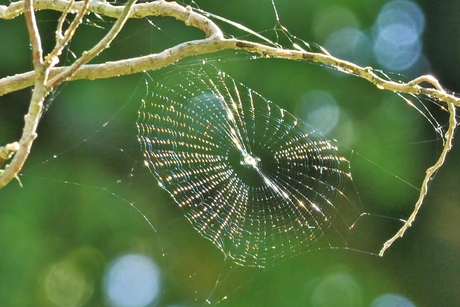 Kleurrijk spinnenweb