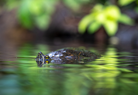 The eye of the Turtle