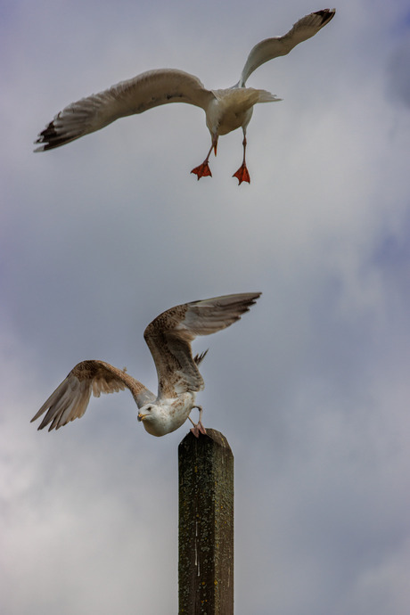 Clear the runway!