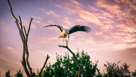 Op zoek naar een hapje