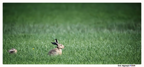 Het haasje.....