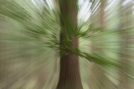 Motion blur in het bos