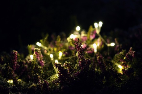 Kerst in de winterheide