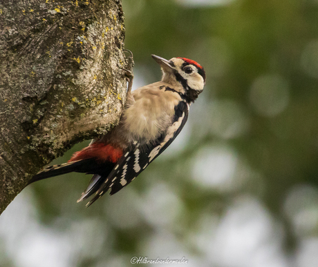 Grote bonte specht 