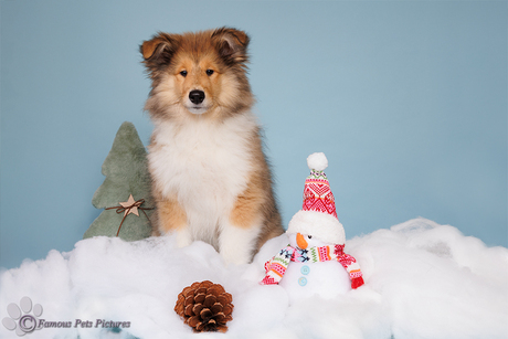 Puppy 'Almost Christmas'
