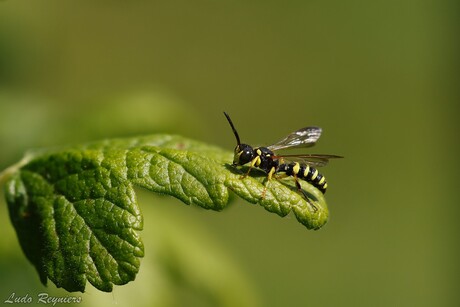 Grote snuittordoder