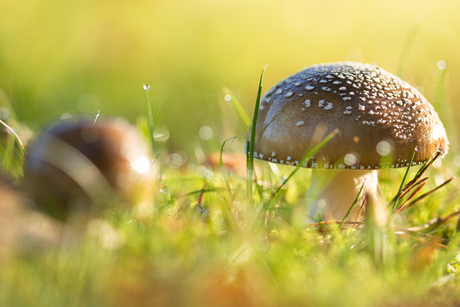 Bruine paddestoelen