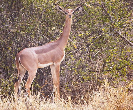 Gerenuk