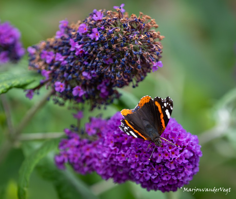 Vanessa Atalanta