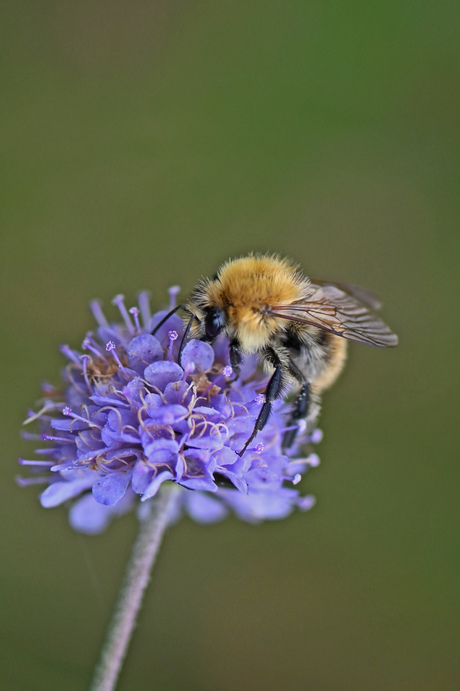 Akkerhommel.