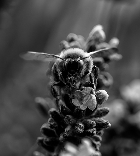 Hommel