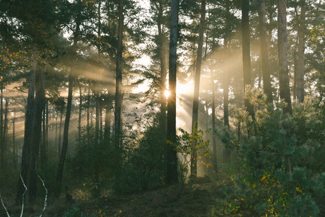 Zonneharpen op de Veluwe