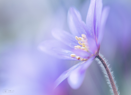 Tweeluik Oosterse anemoon 