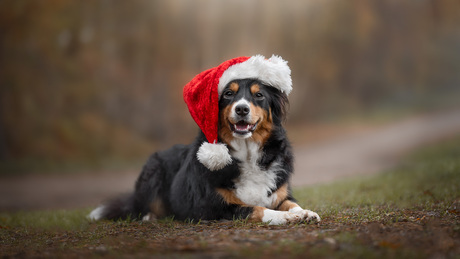 Kersthond 🎅 Ayvie