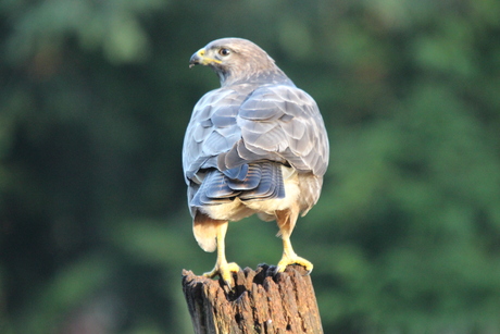 Buizerd 