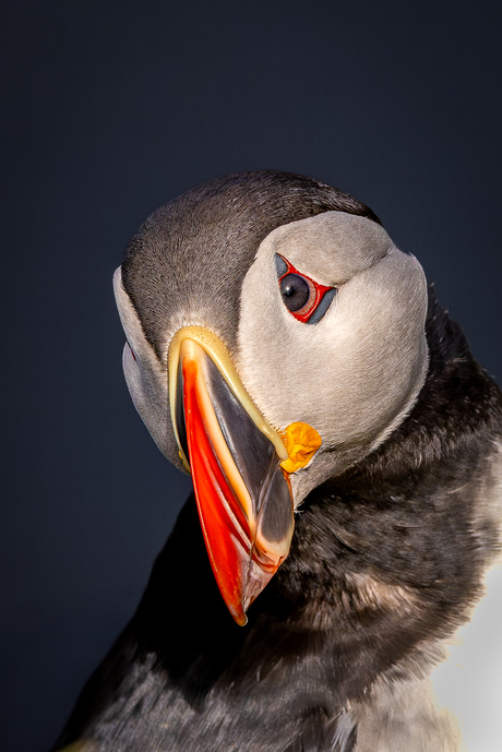 Puffin