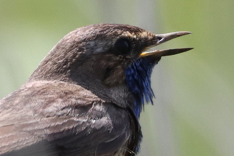 close-up blauwborst