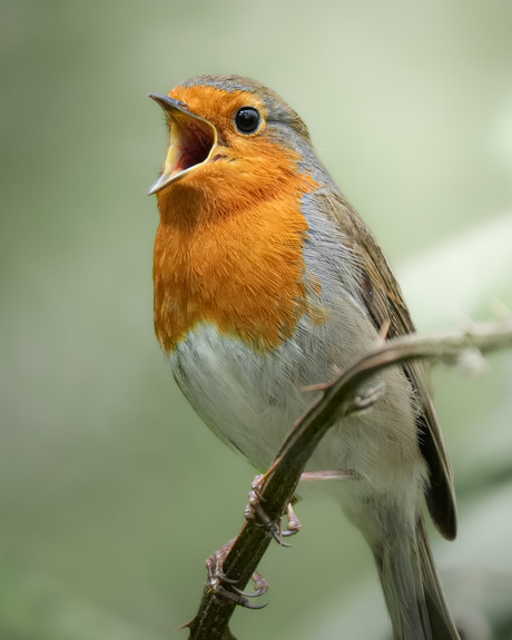 Zingende roodborst 