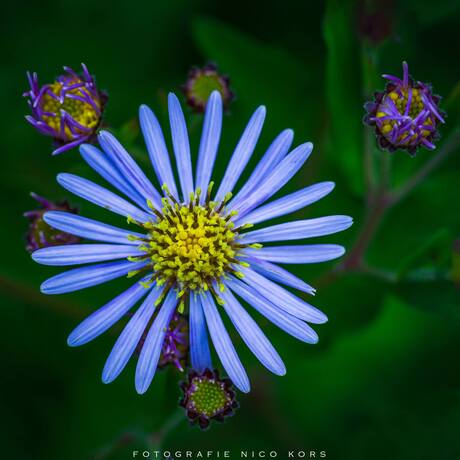 Aster