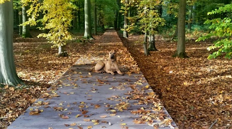 De oranje loper