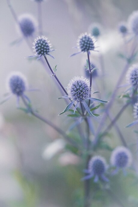 Eryngium alpinum "Blue Star"