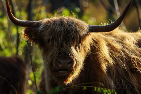 Schotse Hooglander 