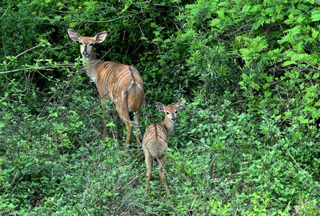 Graceful Nyala