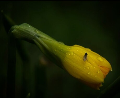 Rainy Day Blues: A Damp Daffodil and a Depressed Fly