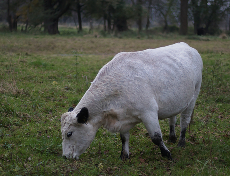 British White Cattle