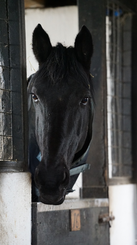 lenstest |Sigma 70-200 | F2.8