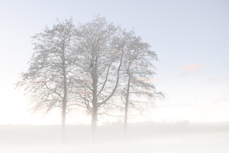 Bomen aan de rand van een weiland