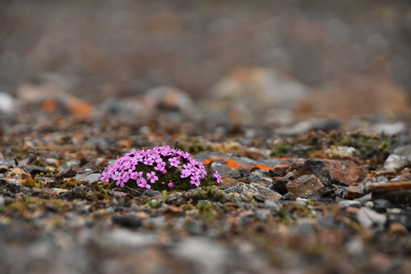 Tussen het gesteente