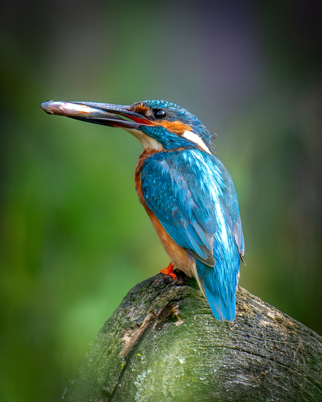 IJsvogel met gevangen visje 