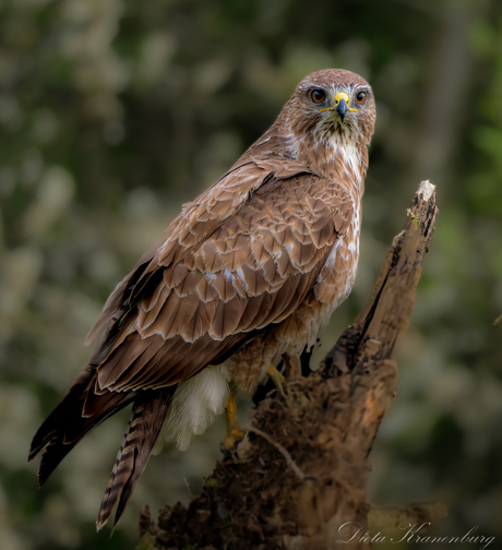 Buizerd