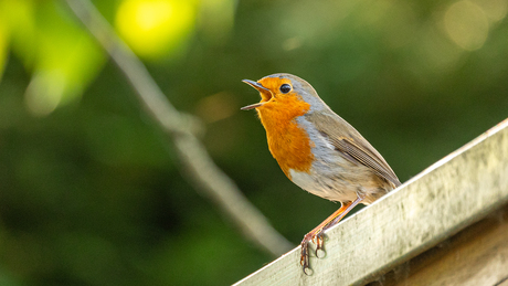 Roodborst
