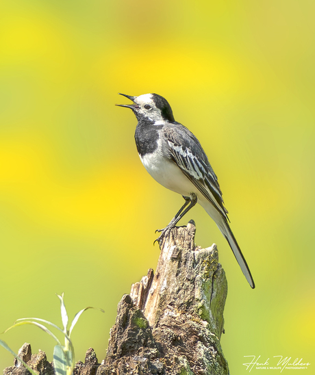 Witte kwikstaart - White wagtail (Motacilla alba)