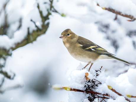 Vinkje in de sneeuw 