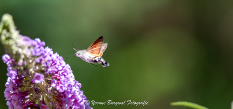 Kolibrie Vlinder 